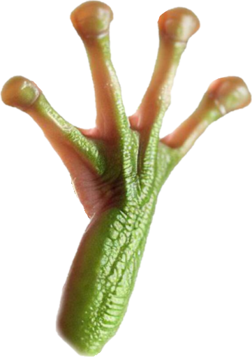 Frog Hand